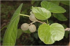 Trewia polycarpa